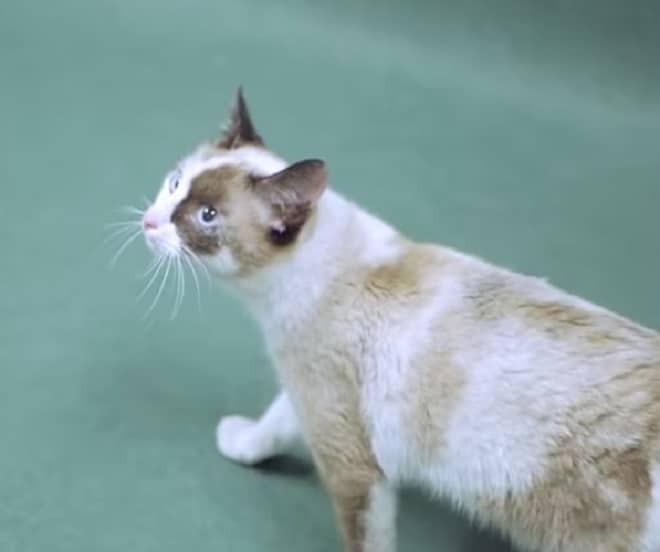 Кошка идет Испуганная кошка