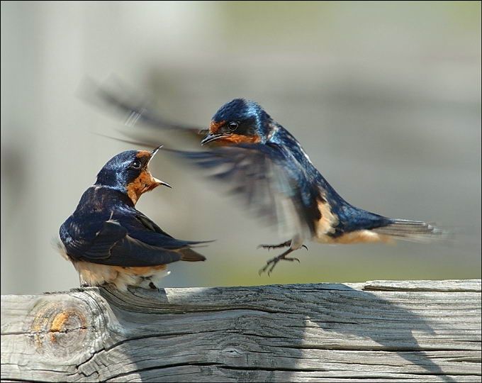 Великолепные моменты из мира животных (60 фото) Великолепные моменты из мира животных (60 фото)