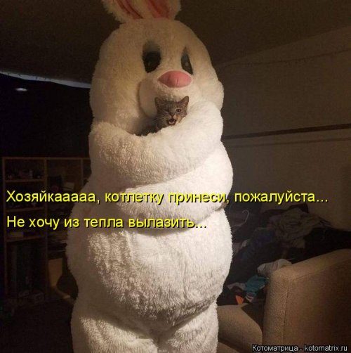 Уморительные котоматрицы для отличного настроения Уморительные котоматрицы для отличного настроения