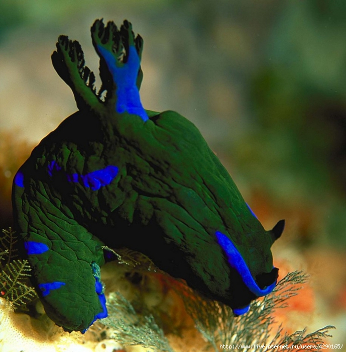golozhabernye-mollyuski-krasivye-obitateli-podvodnogo-mira00023 (689x700, 294Kb)