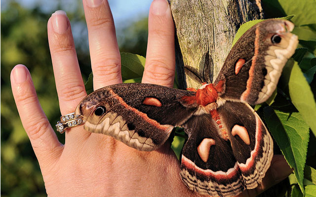 Ничего себе бабочка! Ничего себе бабочка!