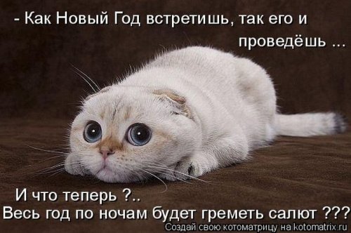 Лучшие котоматрицы недели, 25 фото