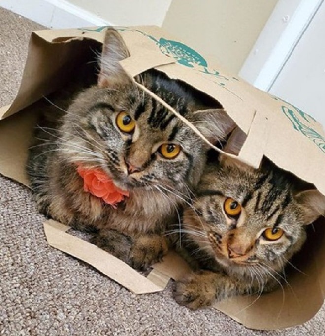 Коты в пакете Коты и пакет