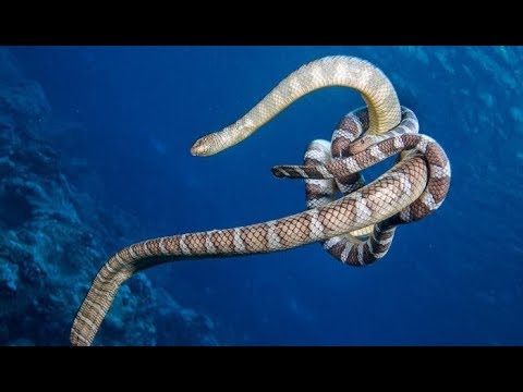 5 самых ядовитых морских змей