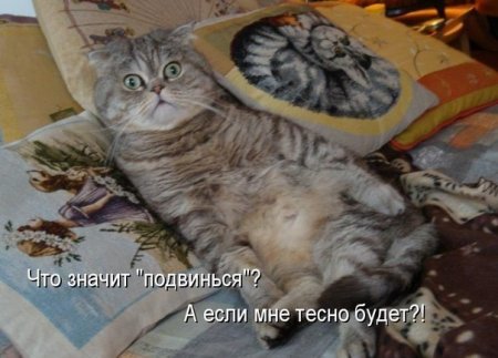 котомашечки от Лисицы))