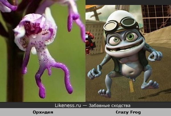 сходства, люди