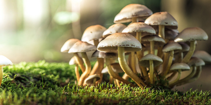magic mushrooms cure depression