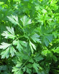 выращивание петрушки