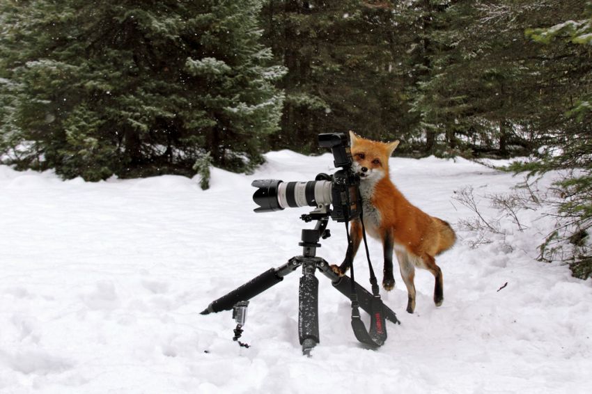 Лиса, Камера, Курьез