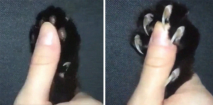 Наши любимые когтистые злючки, которые больше смешат, чем пугают