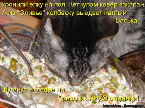 Лучшие котоматрицы недели, 25 фото