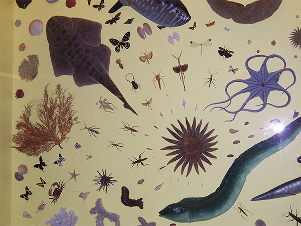 Иллюстрация, показывающая различные типы симметрий, существующие на Земле. Демонстрируется в Музее естественной истории имени Филда в Чикаго, США