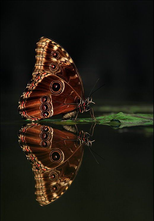 Великолепные моменты из мира животных (60 фото) Великолепные моменты из мира животных (60 фото)