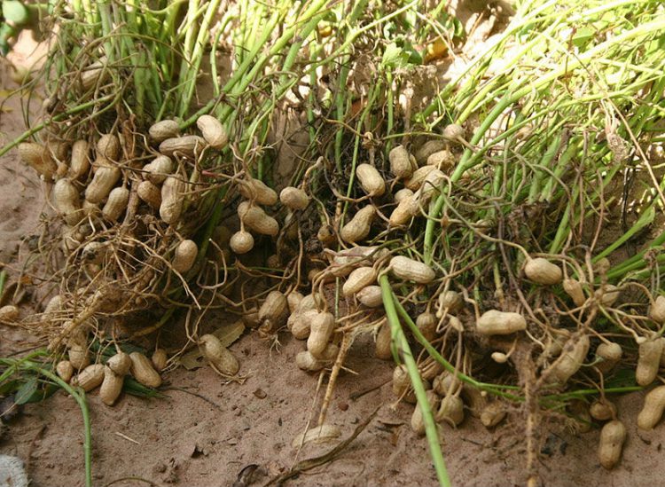 Ты даже не догадываешься, какой продукт изображен на фото. А ведь ты ешь его постоянно!