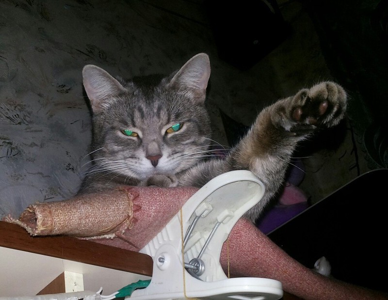 Мой любимый кошкарий Мой любимый кошкарий забота, кошки, любовь., питомцы, помощь животным