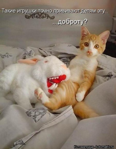 котомашечки от Лисицы))