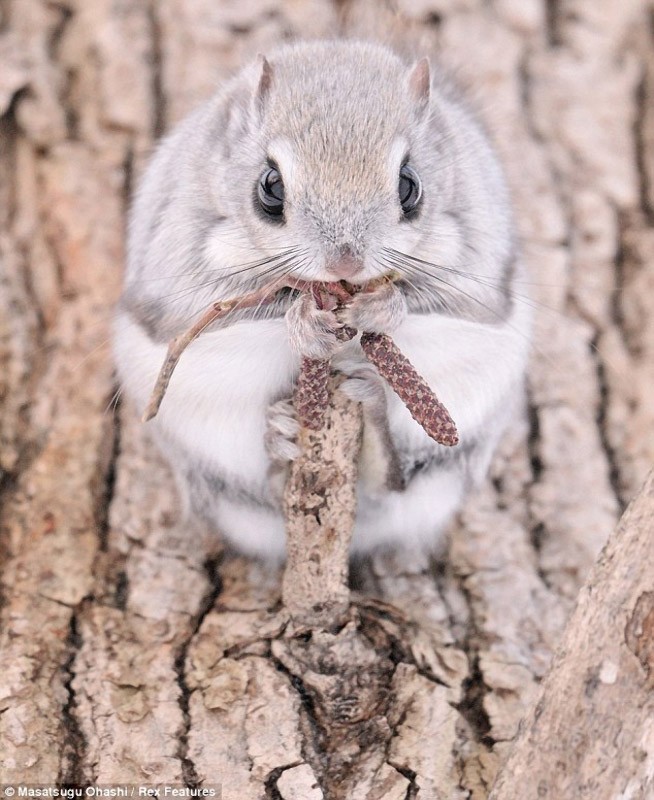squirrels05 squirrels05 Сибирские белки летяги это нечто