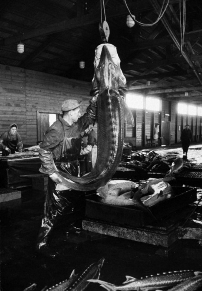 Американский фотограф запечатлел, как в СССР добывали черную икру Американский фотограф запечатлел, как в СССР добывали черную икру