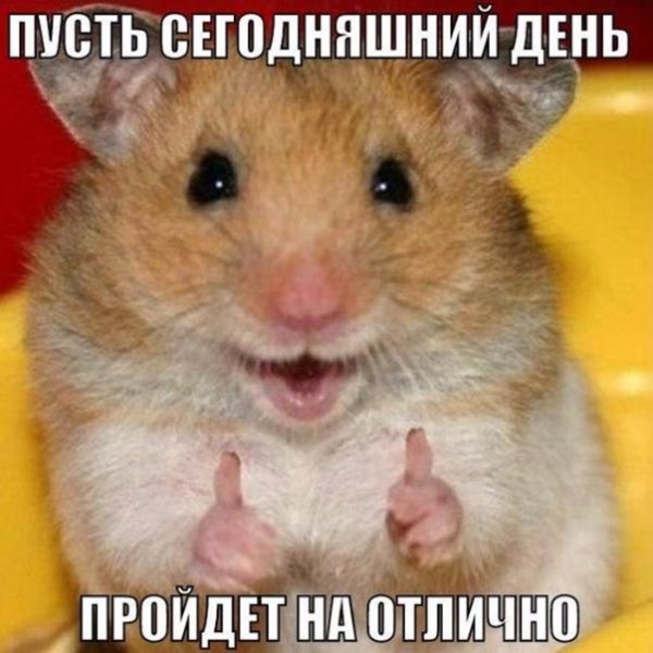 Красивые фото забавных зверюшек # 20