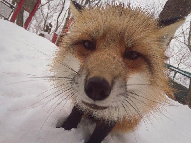 Деревня лис в Японии