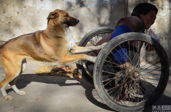 Жена с хвостом Жена с хвостом