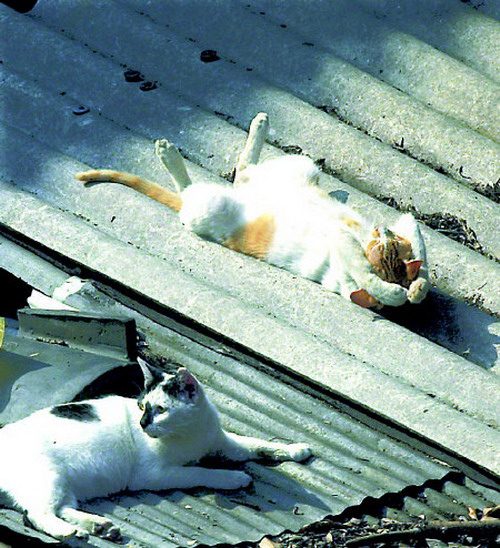 Доказательства того, что коты могут спать где угодно и как угодно. Внимание! Не стоит повторять, если, конечно, вы не кот.))) Доказательства того, что коты могут спать где угодно и как угодно. Внимание! Не стоит повторять, если, конечно, вы не кот.)))