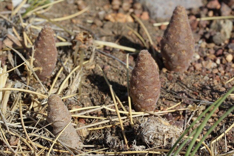 Это не шишки, это кактус Pterocactus araucanus Это не шишки, это кактус Pterocactus araucanus интересное, кактусы, природа, растения, факты
