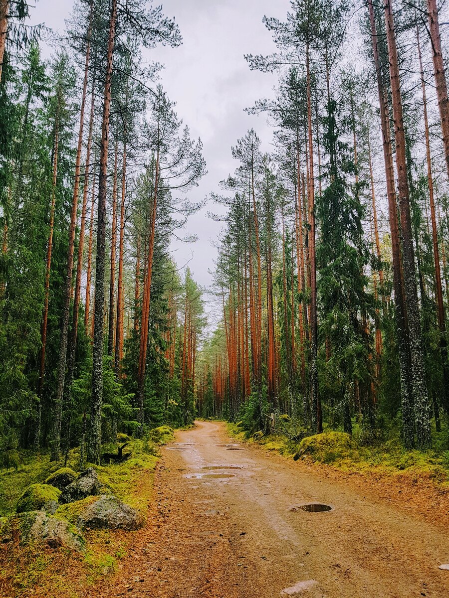 Грунтовая дорога в лесу