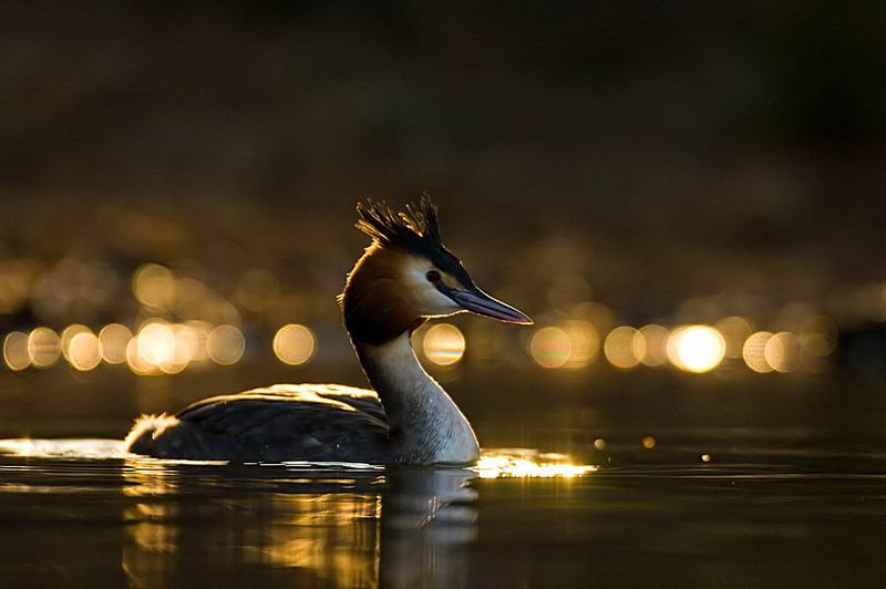 Великолепные моменты из мира животных (60 фото) Великолепные моменты из мира животных (60 фото)