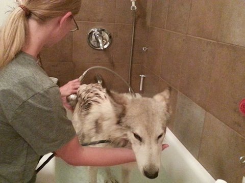 Люди бросали палки и камни в волка, который появился около их домов, чтобы попросить помощи! Люди бросали палки и камни в волка, который появился около их домов, чтобы попросить помощи!