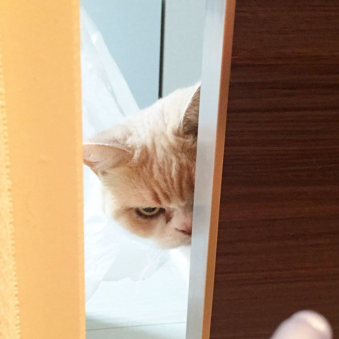 Без кота и жизнь не та