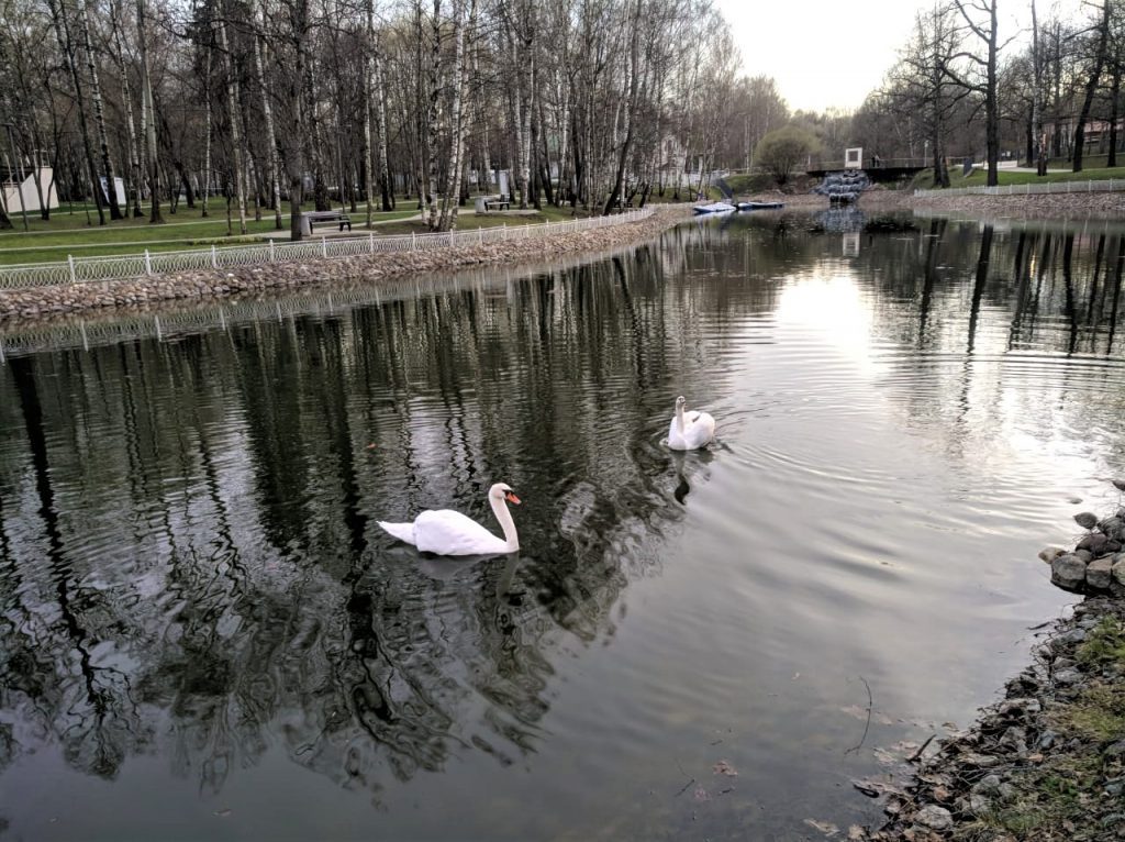 Ромео и Джульетта вернулись в пруд Лианозовского парка
