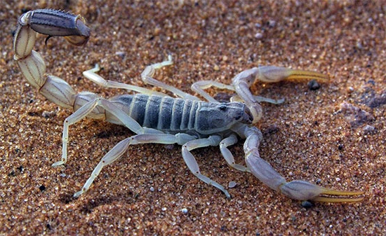 Картинки по запросу скорпионы в Азии