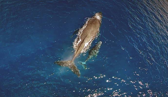 Дайвер снял потрясающие кадры с горбатыми китами с помощью дрона