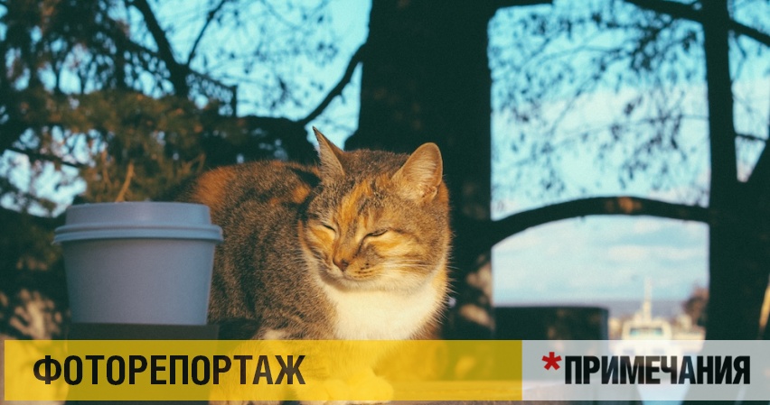 Город русских кошаков