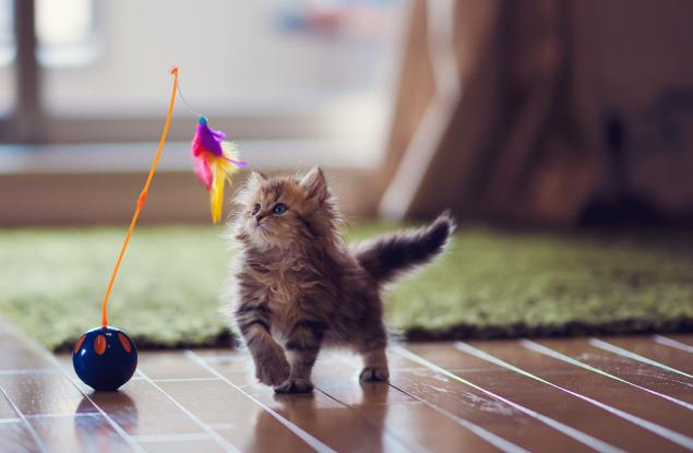 Если у вас дома завелся маленький шалун, срочно хватайте фотоаппарат... Если у вас дома завелся маленький шалун, срочно хватайте фотоаппарат...