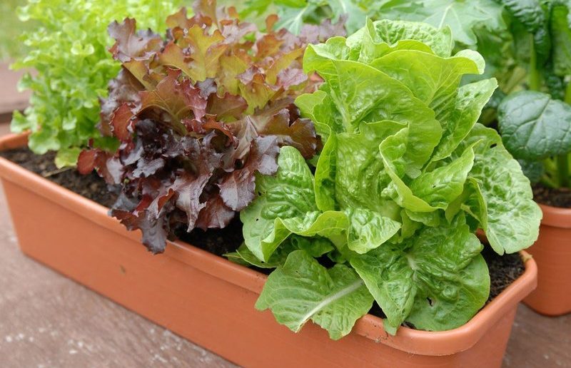 Домашний огород: 7 полезных и вкусных растений, которые можно выращивать на подоконнике