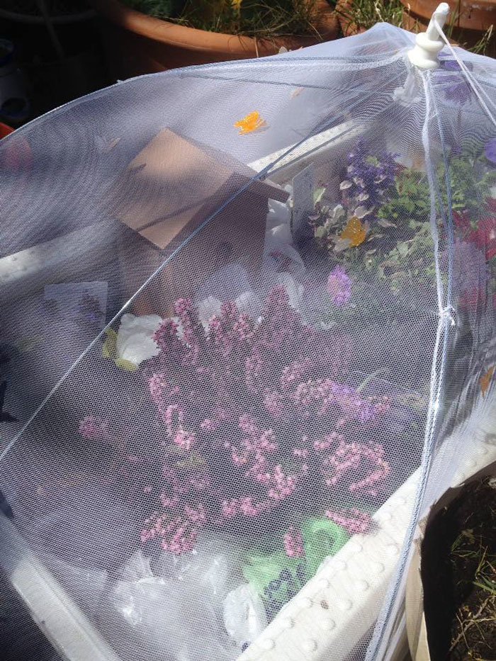 Добрая женщина приютила шмеля, назвала свое "домашнее животное" Би (bee — "пчела" по-английски), организовала для него закрытый мини-садик, и угощала сахарной водой. Добрая женщина приютила шмеля, назвала свое "домашнее животное" Би (bee — "пчела" по-английски), организовала для него закрытый мини-садик, и угощала сахарной водой. добрые люди, дружба, истории, насекомые, природа, спасение, фото, шмель