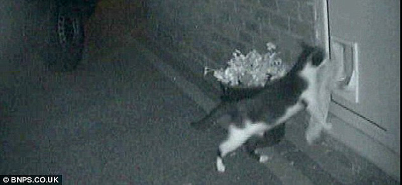 Кот-воришка Real life cat 4 Кот воришка таскает вещи у соседей