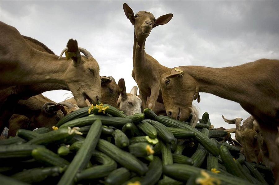 Бесподобные фотографии живой природы.... Хороших выходных!!!