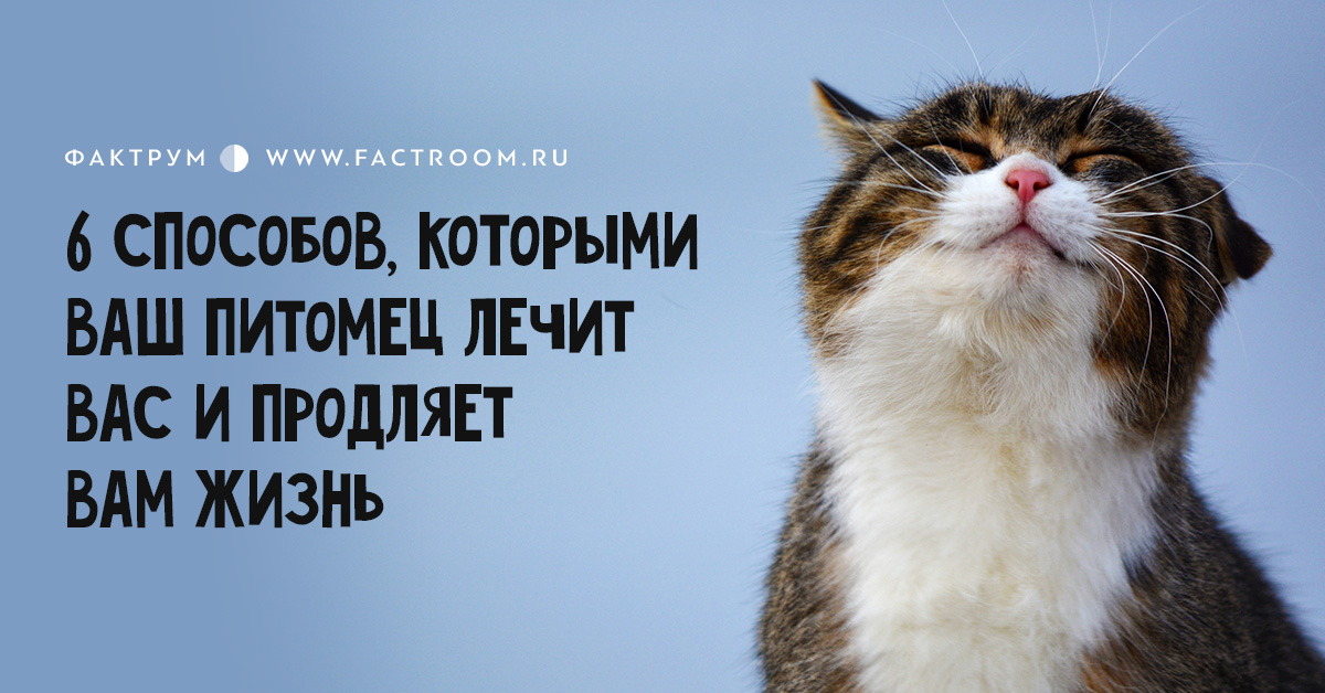 Вот 6 способов, которыми ваш питомец лечит вас и продляет вам жизнь