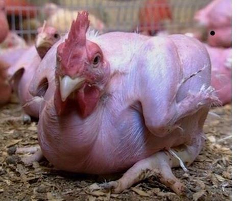 Генноуродование!ВОТ ТАКУЮ КУРИЦУ ВЫ ЕДИТЕ В KFC И МАКДОНАЛЬДС!Генетически модифицированные куры. Они не могут стоять на лапах, так как просто не способны выдержать вес собственного тела. помимо этого, они лысые, чтобы не тратиться на затраты, связанные с удалением перьев. Это сделал человек...Это животное все чувствует и понимает, но просто лежит всю свою короткую жизнь, дожидаясь смерти...