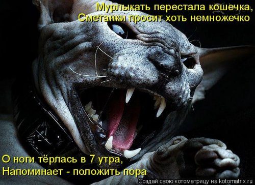 Уморительные котоматрицы для отличного настроения Уморительные котоматрицы для отличного настроения