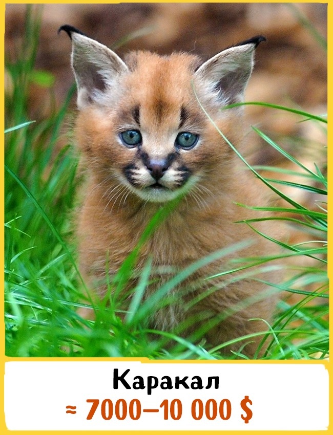 Самые дорогие породы домашних кошек Самые дорогие породы домашних кошек