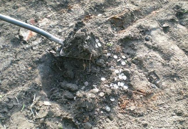 клад, монеты, находка