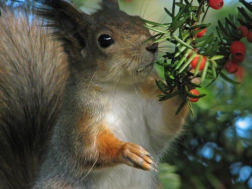 Великолепные моменты из мира животных (60 фото) Великолепные моменты из мира животных (60 фото)