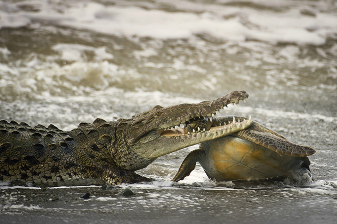 Лучшие фотографии Wildlife Photographer 2013