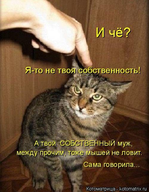Уморительные котоматрицы для отличного настроения Уморительные котоматрицы для отличного настроения