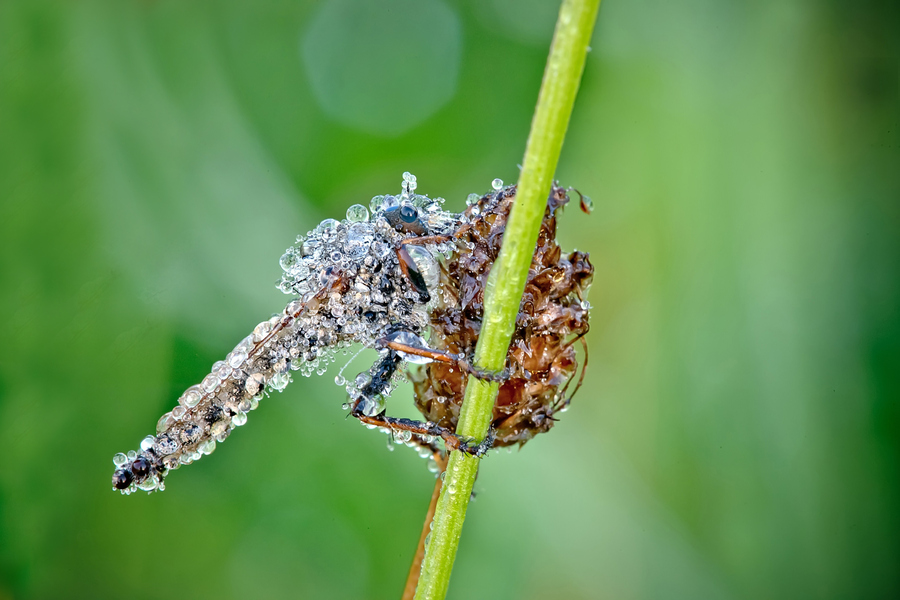 NewPix.ru - Насекомые в каплях росы от Давида Шамбона (David Chambon)