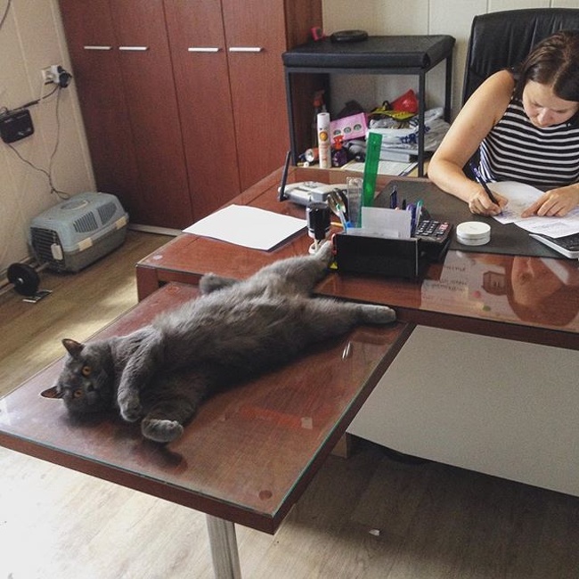 27 фотографий кошек и собак, которые заставят вас забыть обо всех проблемах 27 фотографий кошек и собак, которые заставят вас забыть обо всех проблемах